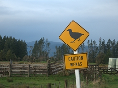 Caution: wekas (bush hens) in the area