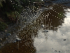Dewy spider web; Lake Matheson