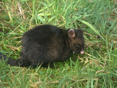 A possum by the roadside. Despite its cute appearance, possums are a major menace to birdlife in New Zealand! Locals don't hesitate to run them over