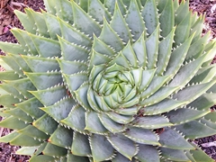 Spiral aloe vera plant; Christ Church Cathedral in Nelson