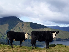 Cows begrudgingly allowing us to pass; Marlborough Sounds