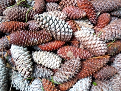 Pine cones; Abel Tasman
