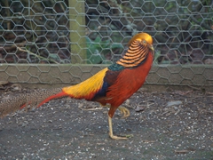 Golden Pheasant; Rangiwahia