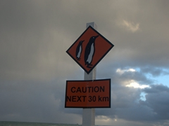 Yield to penguins for the next 30 km; Cape Palliser
