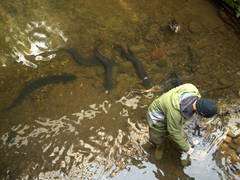 Robby feeding long fin eels at the Mount Bruce Wildlife Center