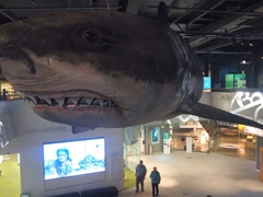 Megalodon shark model (the size of a bus) hanging in the Puke Ariki museum; New Plymouth