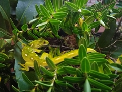 Auckland green gecko; Pukaha Mount Bruce Wildlife Center