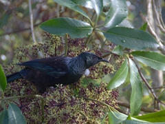 Tui, one of New Zealand's native birds; Mount Bruce Wildlife Center