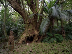 Puriri burial tree; Hukutaia Domain