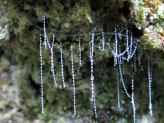 A glowworm sets a beaded trap; Mangapohue Natural Bridge