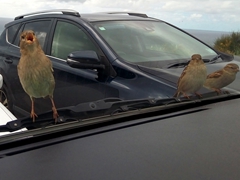 Birds screeching to be fed; Cathedral Cove parking lot