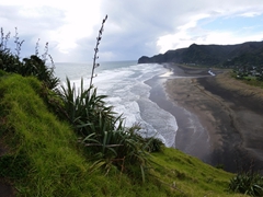 Looking down on Piha Beach from the top of Lion Rock