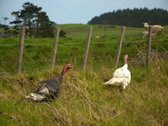 Turkeys feeding dangerously close to the road; Northland