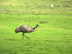 A solitary emu on a sheep farm; Northland