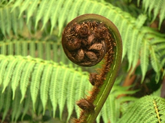 Curled fern; Wharepuke Waterfall