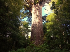 The mighty "Tāne Mahuta" (Lord of the Forest), the largest kauri tree in the world