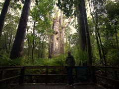Robby posing with "Te Matua Ngahere" (Father of the Forest), the second largest living kauri tree in the world
