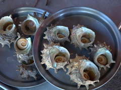 Horned turban shells; Seopjikoji