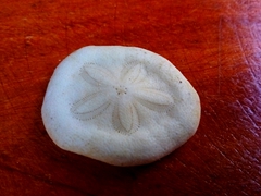 Sand dollar found on Dumaluan Beach