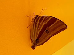 Moth detail