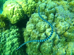 Another banded sea snake