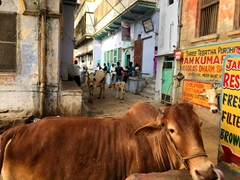 Cows galore in holy Varanasi