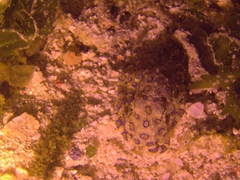Blue ringed octopus, a pint sized octopus with a fatal sting