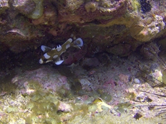 Impossible to take a photo of a juvenile harlequin sweetlips as it is constantly wriggling from side to side (mimicking the movement of flatworms)
