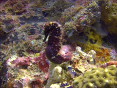 Pregnant seahorse; Gato Island
