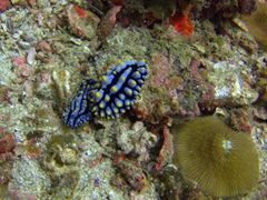 Blue with yellow spots nudibranch