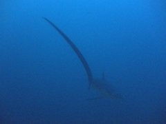 Thresher sharks use their long, scythe like tails to whip or stun prey as they hunt. Believe it or not but their tails are as long as their bodies!