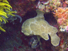 Spot the giant frogfish in this picture!