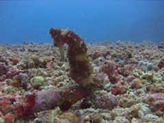 Profile of a seahorse; Giliano 