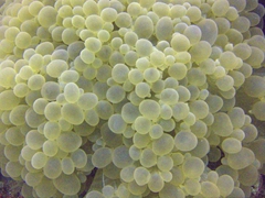Bubble coral which increases its surface area depending on how much sunlight is available