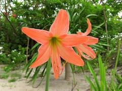 Orange flowers; Aabana Resort