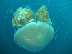 Jellyfish with fish hitchhikers; MV Doña Marilyn