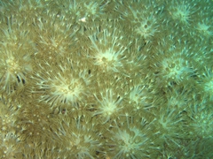Flower soft coral
