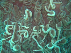 Worm infestation on coral