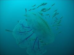 Baby fish hide from predators under the protective   dome of this jellyfish!