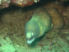 Giant moray eel