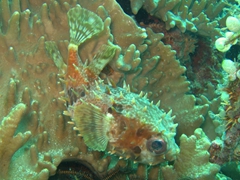 Porcupine puffer fish