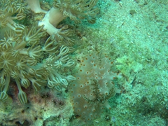Dorid nudibranch (Halgerda batangas)