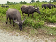A herd of water buffalo near our apartment in District 9