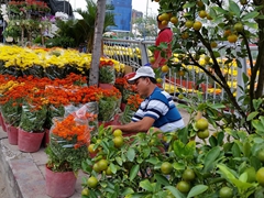 Fruit trees and flowers for sale; Ben Binh