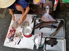 Frogs and fish for sale; Saigon market scene