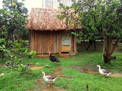 Duck farm; Tân Triều Island