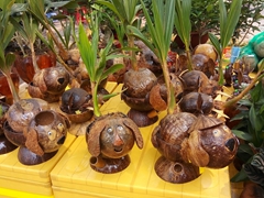 Coconut plants for sale; Ben Binh