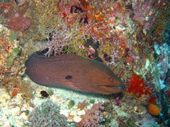 Giant moray eel; Faafu Atoll