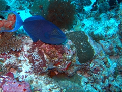 Red-toothed triggerfish; Meemu Atoll