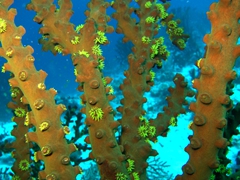 Coral; Meemu Atoll